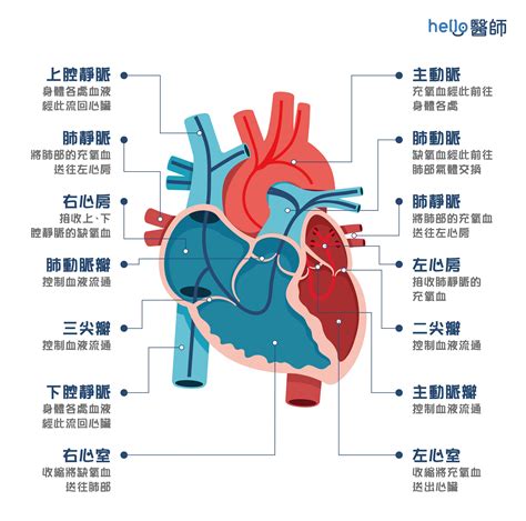 心臟位置圖